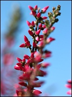 Calluna Athene