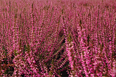 Callunen-Blüten