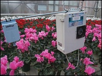 Cyclamen im Versuch