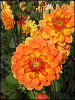 Dahlien