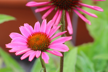 Echinacea purpurea 'Papallo Deep Rose'