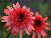 Echinacea-Sorte Raspberry Truffle