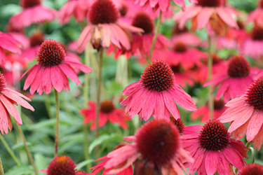 Sonnenhut (Echinacea purpurea)