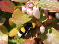 Erdhummel