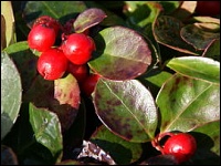Gaultheriabeeren