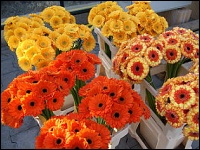 Gerbera in Eimern