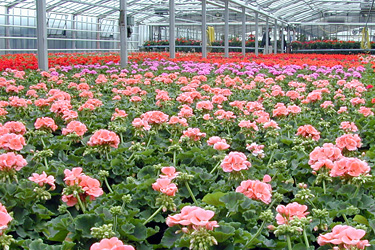 Gewächshaus mit Pelargonium-Zonale-Hybriden