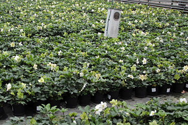 Helleborus-Stellfläche