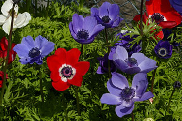 Kronen-Anemonen (Anemone coronaria)