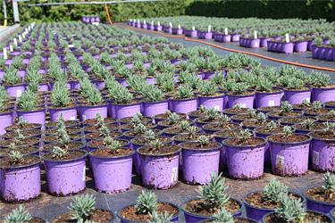 Lavendel im Topf