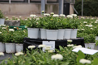 Versuche mit Leucanthemum (Margeriten)