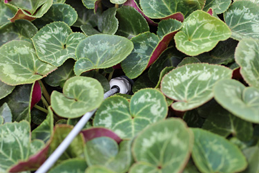 Sensor in Cyclamen