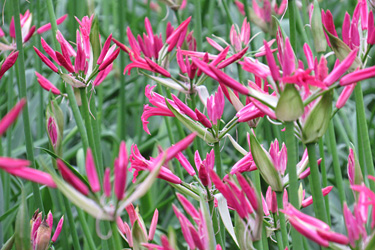Nerine als Schnittblume