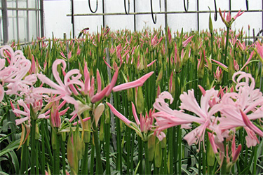 Nerine als Schnittblume