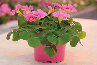 Oxalis im Topf