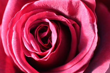 Rosenblüte