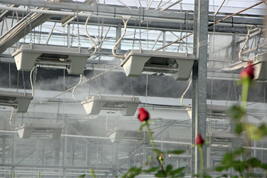 Luftbefeuchtung bei Rosen