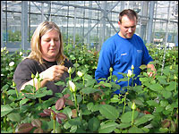 Versuche mit Rosen in Straelen