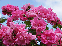 Rosa Rosen in voller Blüte