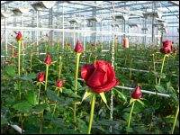 Rote Rosen im Versuch