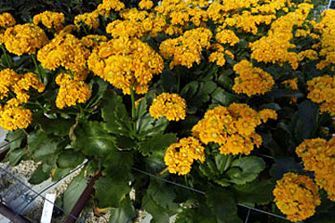 Schnittkalanchoe