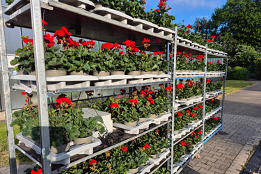 Vermarktungsfähige Geranien im TerZ100-Projekt