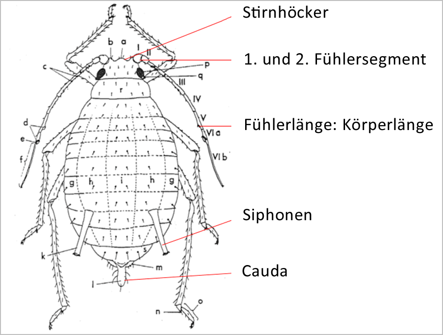 Blattlausmerkmale