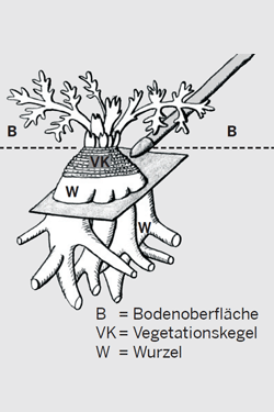 Vegetationskegel Herkulesstaude