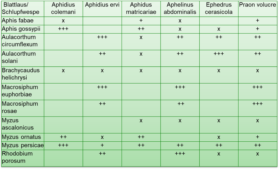 Wirts-/ Parasitoidbeziehungen häufig vorkommender Blattlausarten