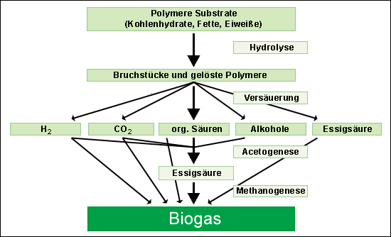Phasen der anaeroben Gärung, schematisch