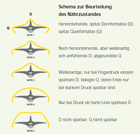 Schema zur Beurteilung des Nährzustandes