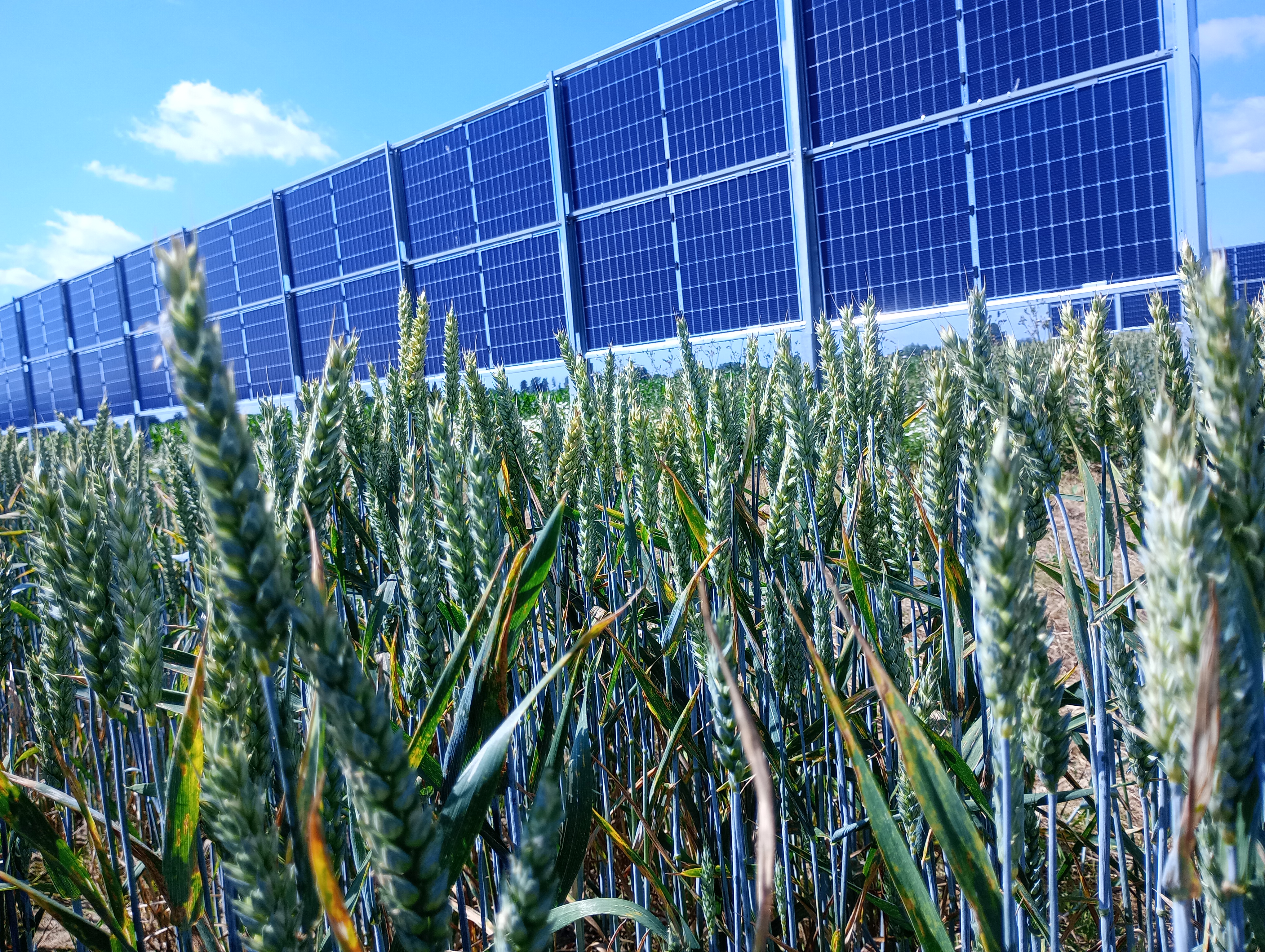 Bild: Agri-PV