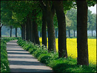 Allee am Rapsfeld