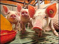 Ferkel im Abferkelstall