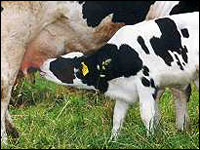 Kalb trinkt