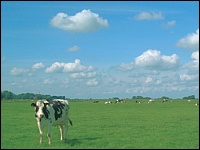 Kühe auf dem Grünland