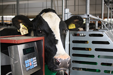 Milchkuh am Wassertrog im Riswicker Versuchsstall