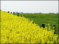 Rapsfeld und Wiese