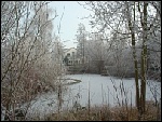 Teich im Winter
