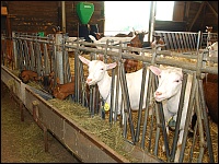 Ziegen im Stall am Fressgitter