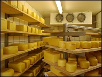 Ziegenkäse im Kühlraum