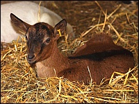 Ziegenlamm im Stall