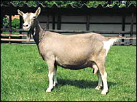Toggenburger Ziege