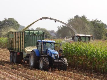 Maissilage 2017