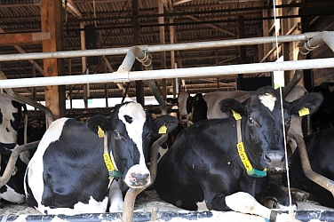 06-1_Riswick_CowSoft