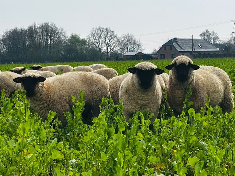 Ackerschaf