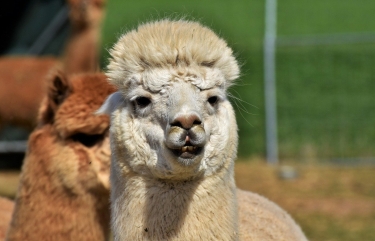 alpaca