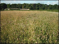 Begrünung von Stilllegungsflächen