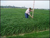 Ermittlung der Schnittreife im 1. Aufwuchs 2008