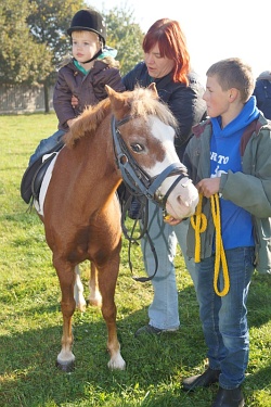 Ein Pony zu reiten ist für viele Kinder ein Traum